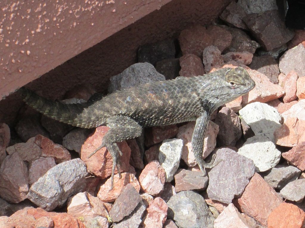 http://capnbob.us/blog/wp-content/uploads/2013/06/desert-spiny-lizard.jpg