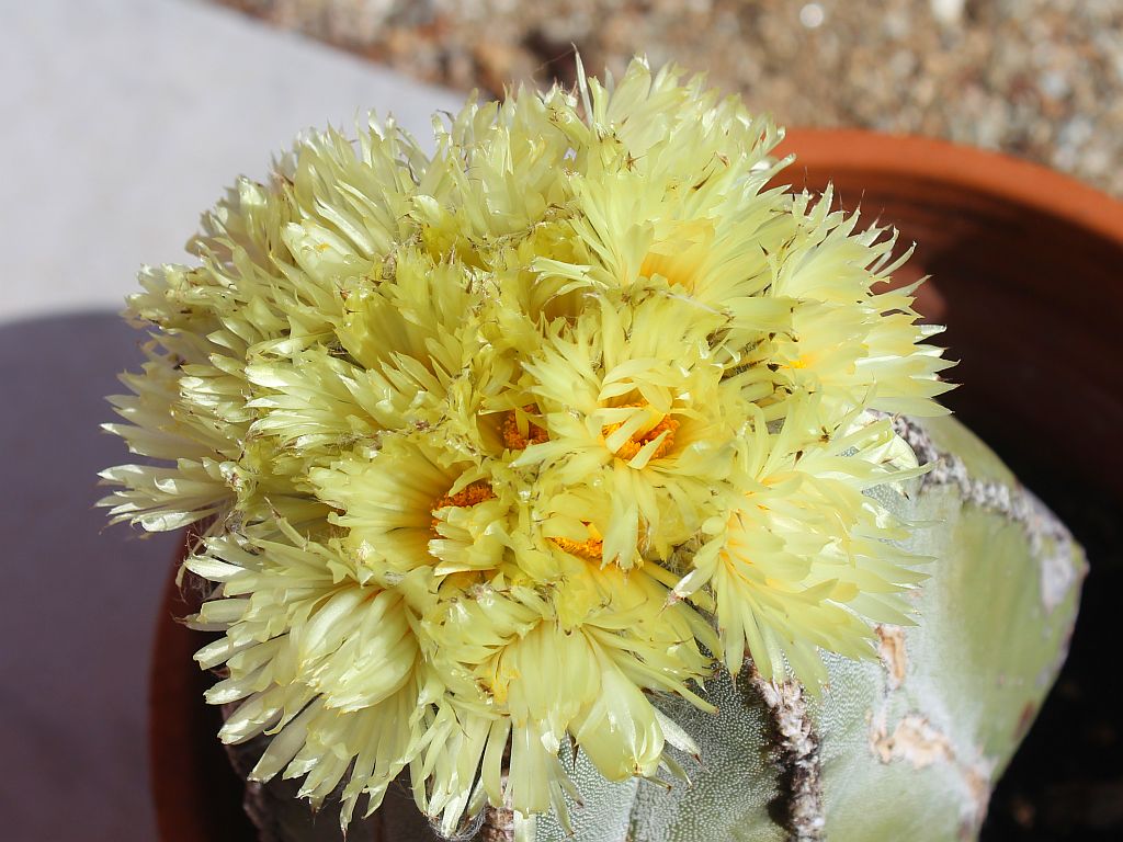 Bishop’s Cap Flowers