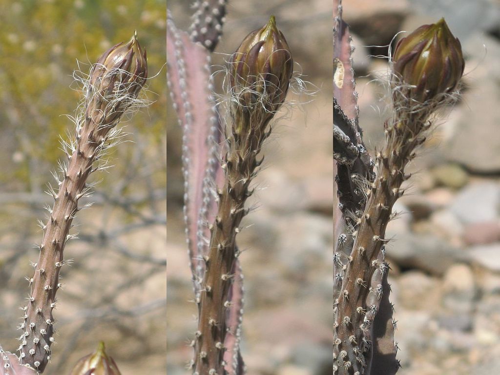 Cereus Flower Stalks