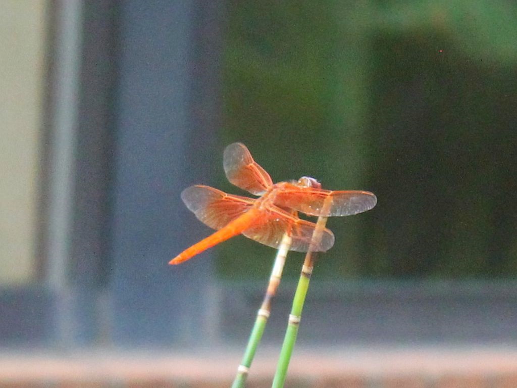 A Red Dragonfly