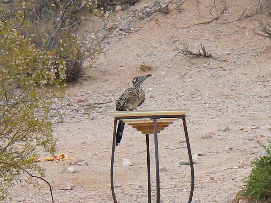 Roadrunner on my Birdbath