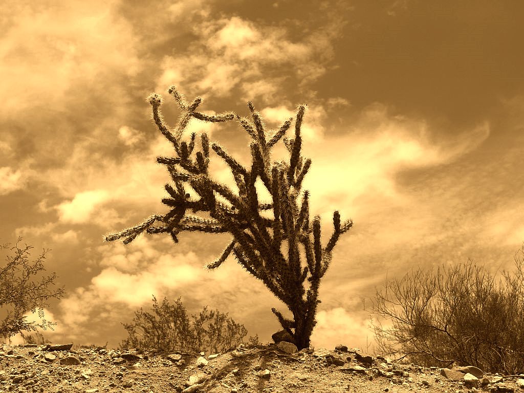 Cholla Cactus and Desert Sky