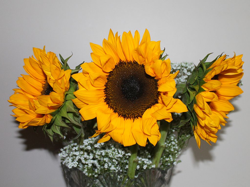 http://capnbob.us/blog/wp-content/uploads/2013/07/sunflowers.jpg