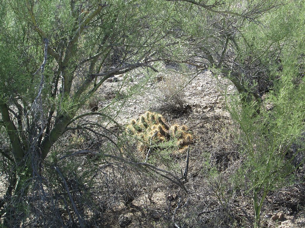 Hedgehog Cactus Framed by Paloverde Trees
