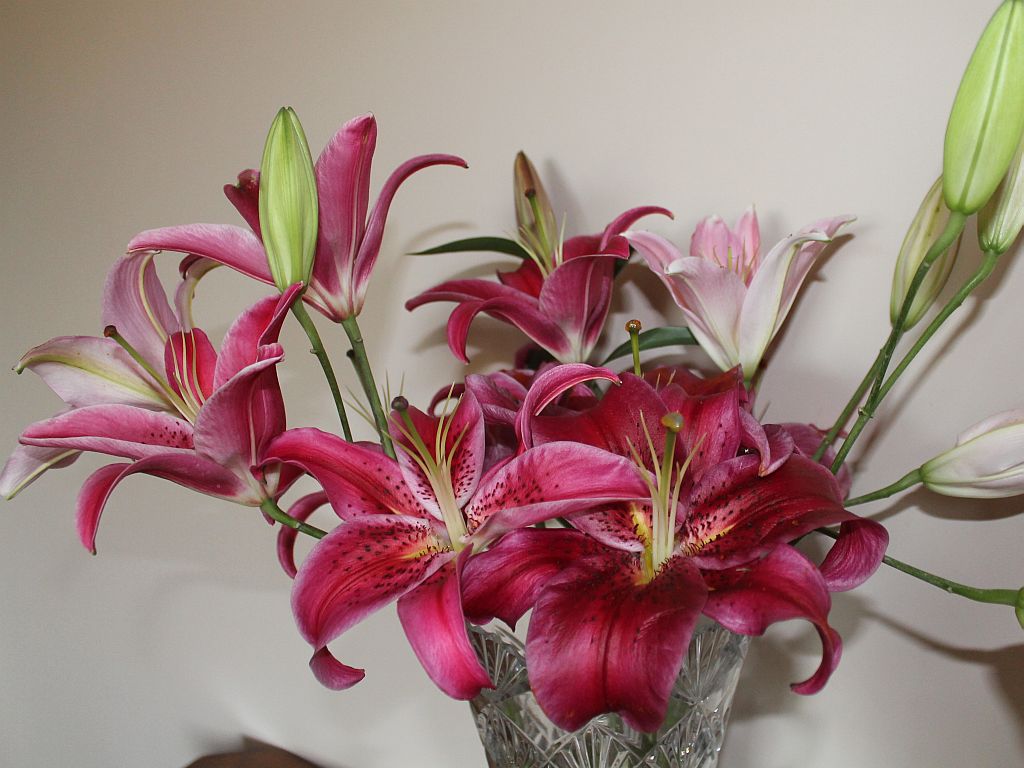Magenta Asian Lilies