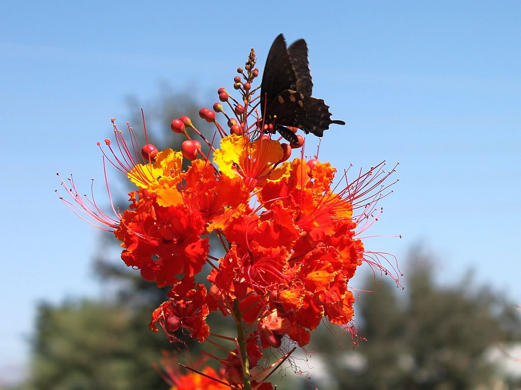 Butterfly and Red Bird of Paradise
