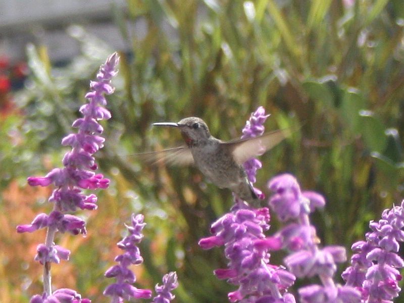 http://capnbob.us/blog/wp-content/uploads/2013/09/hummingbird.jpg
