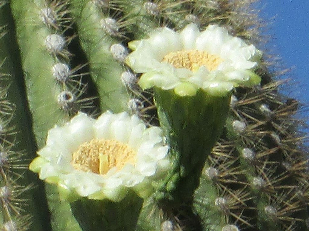 http://capnbob.us/blog/wp-content/uploads/2013/09/last-saguaro-flowers.jpg