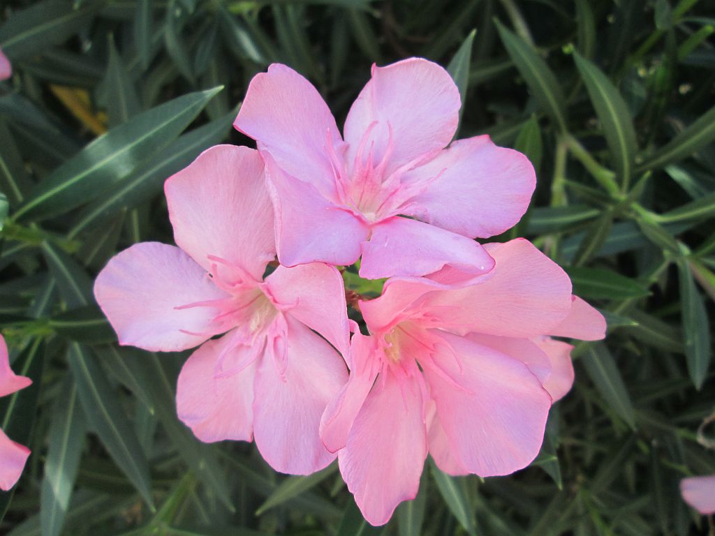 http://capnbob.us/blog/wp-content/uploads/2013/09/pink-oleander.jpg