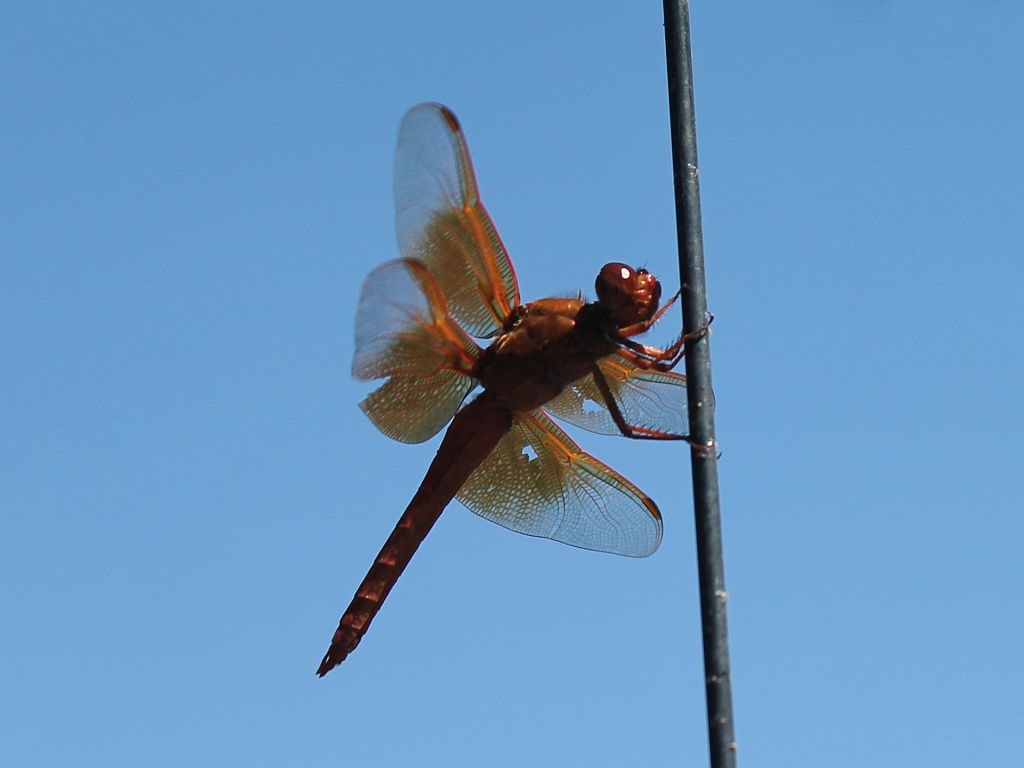 Red Dragonfly