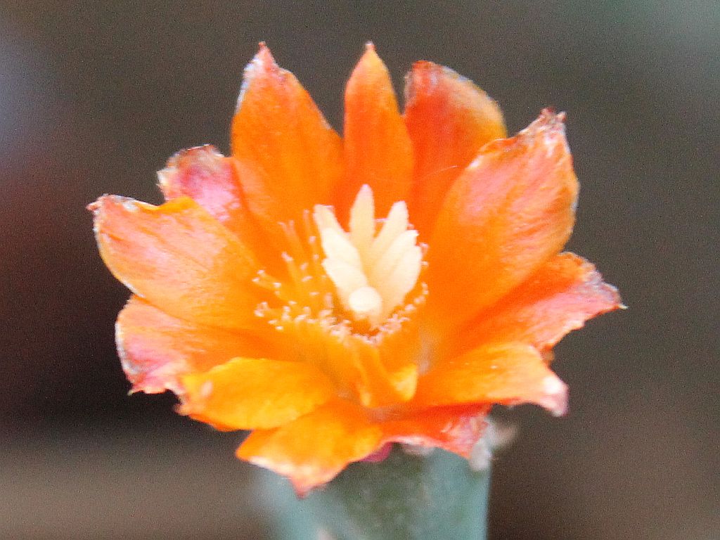 Tiny Cactus Flower