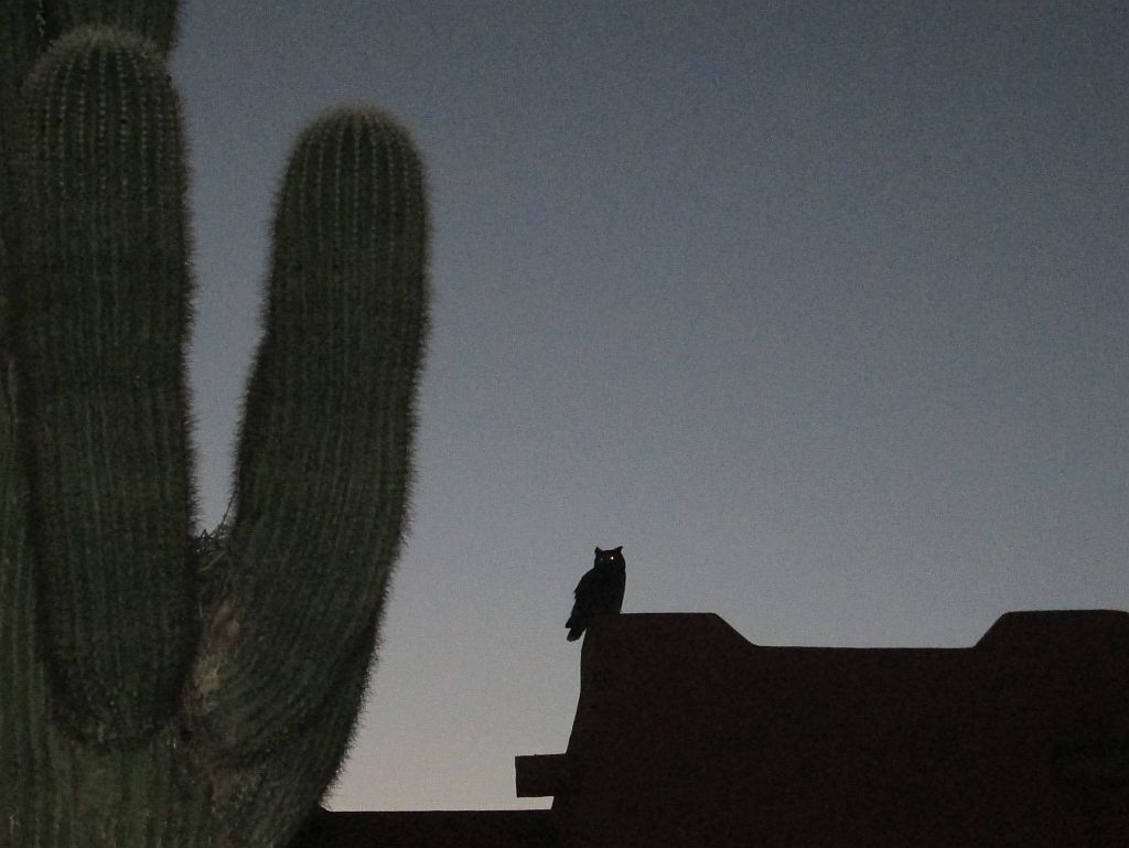 Saguaro and Owl