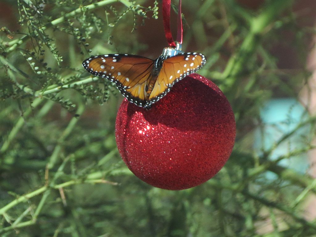 http://capnbob.us/blog/wp-content/uploads/2013/12/christmas-butterfly.jpg