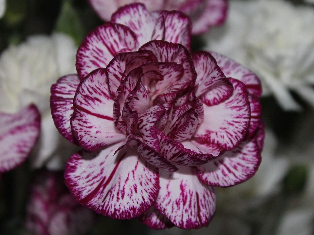 http://capnbob.us/blog/wp-content/uploads/2014/01/carnations.jpg
