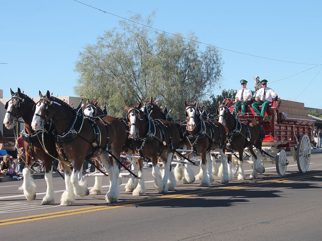 The Budweiser Clydesdale Horse Team
