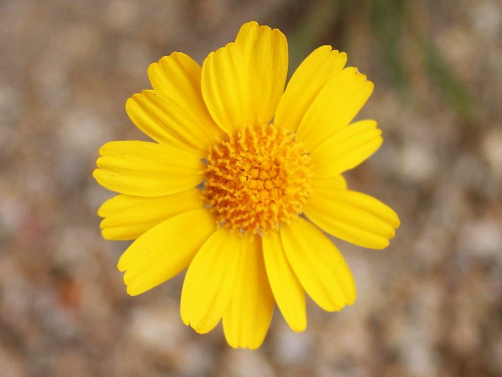 Desert Marigold Wildflower