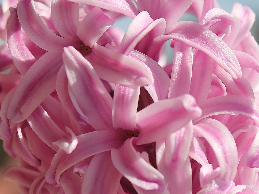 http://capnbob.us/blog/wp-content/uploads/2014/02/pink-hyacinth.jpg