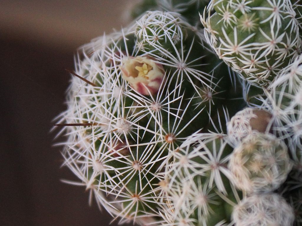 Thimble Cactus Flower