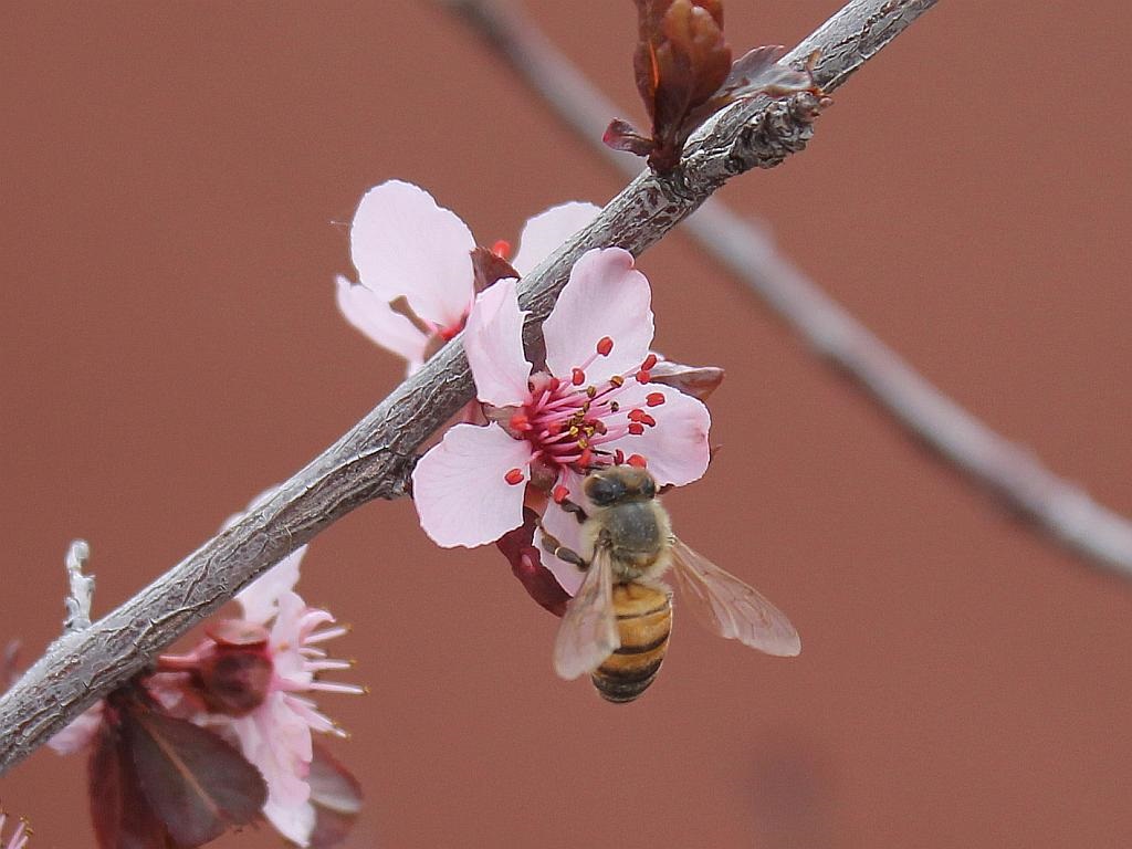 Blossom and Bee