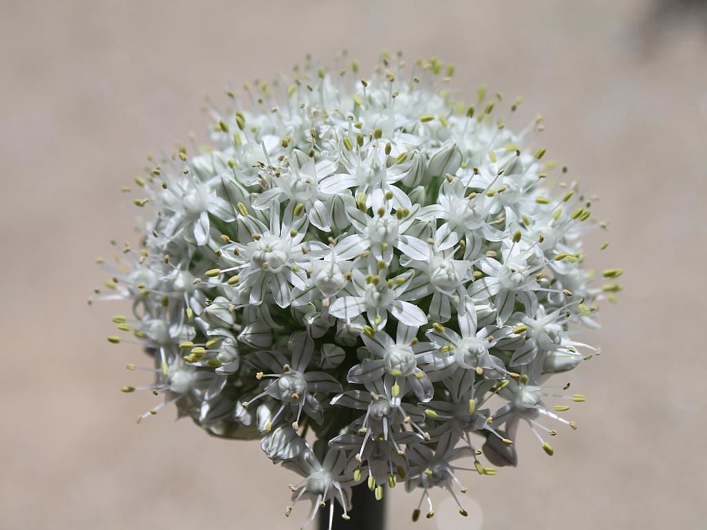 http://capnbob.us/blog/wp-content/uploads/2014/04/onion-flowers.jpg