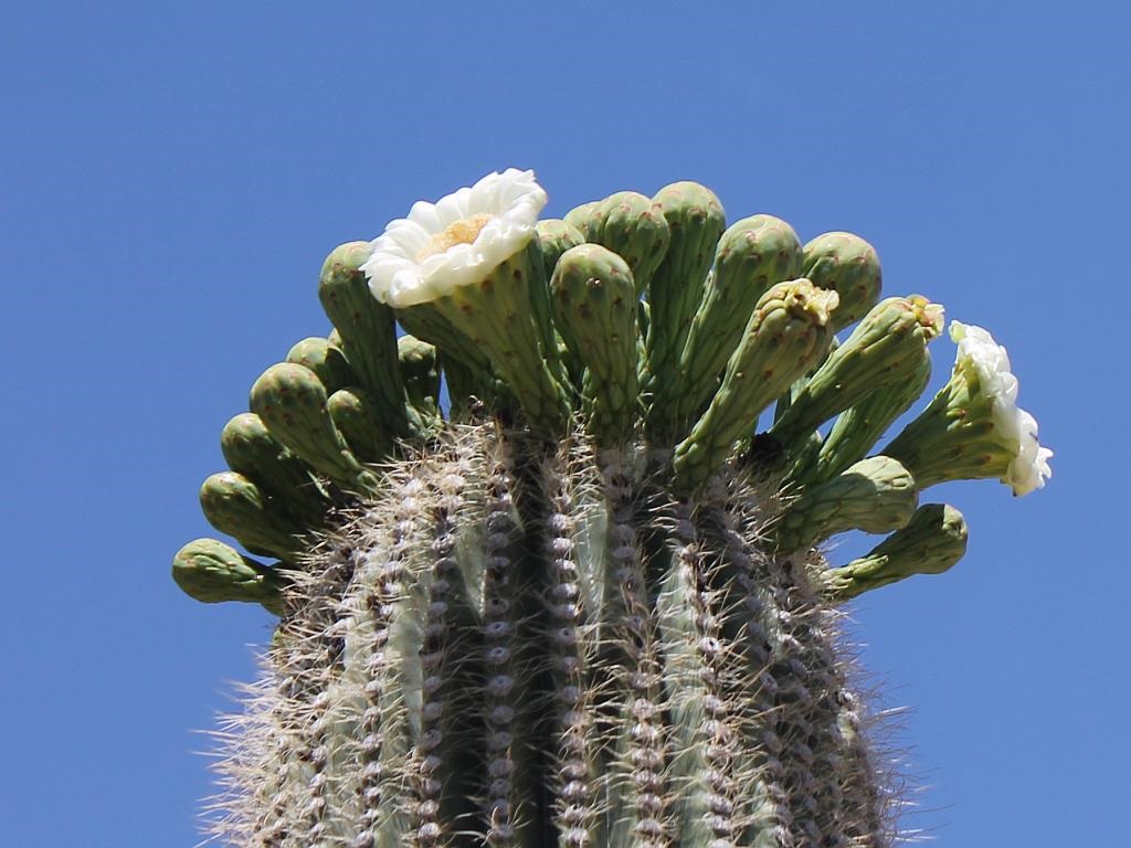 First Saguaro Flowers