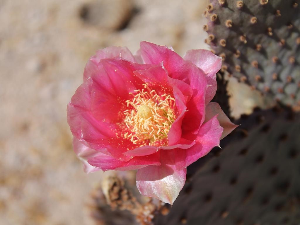 Beavertail Cactus Flower