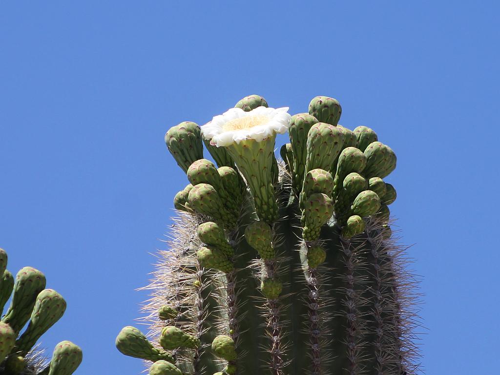 Saguaro Flower