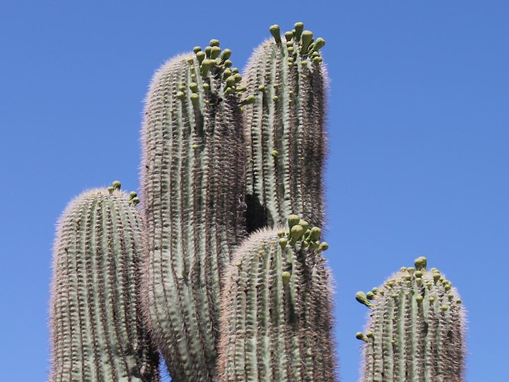 http://capnbob.us/blog/wp-content/uploads/2014/05/saguaro-buds.jpg