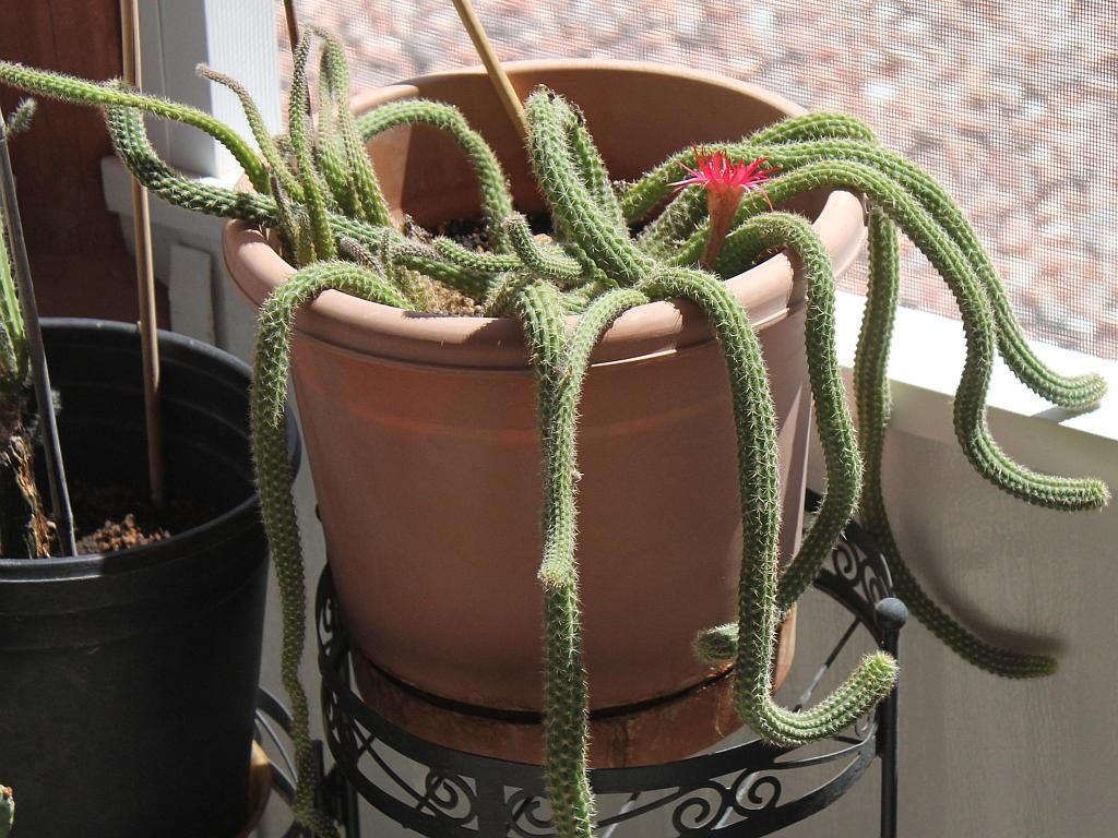 http://capnbob.us/blog/wp-content/uploads/2014/05/weird-cactus.jpg