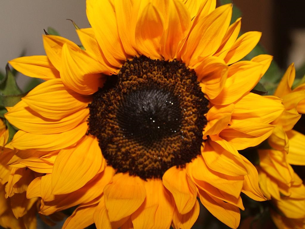 http://capnbob.us/blog/wp-content/uploads/2014/07/sunflower.jpg