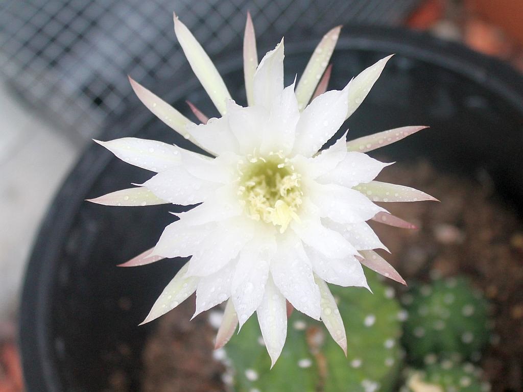 Cereus Cactus Flower