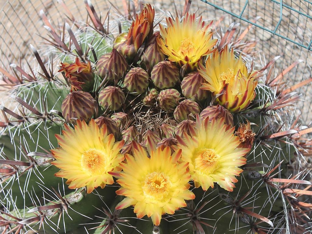 Devil’s Tongue Flowers