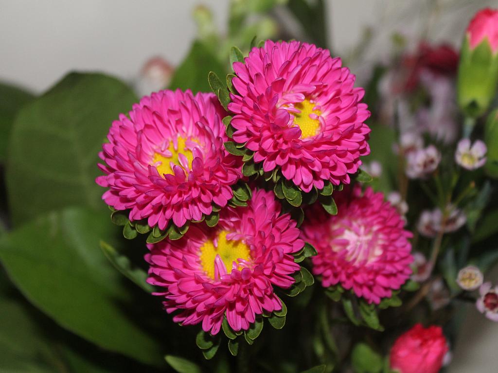 http://capnbob.us/blog/wp-content/uploads/2014/08/pink-daisies.jpg