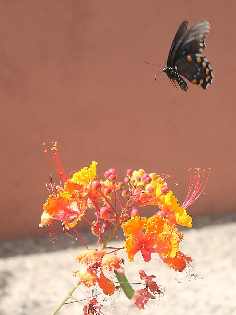 http://capnbob.us/blog/wp-content/uploads/2014/09/butterfly-and-red-bird.jpg