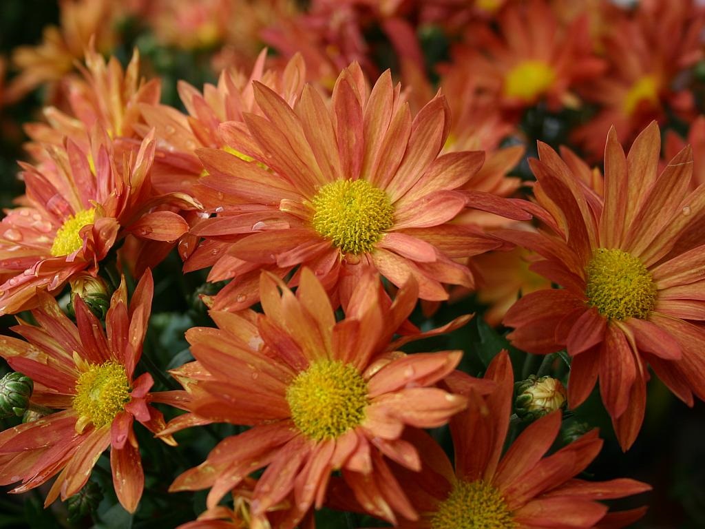 http://capnbob.us/blog/wp-content/uploads/2014/11/daisies.jpg