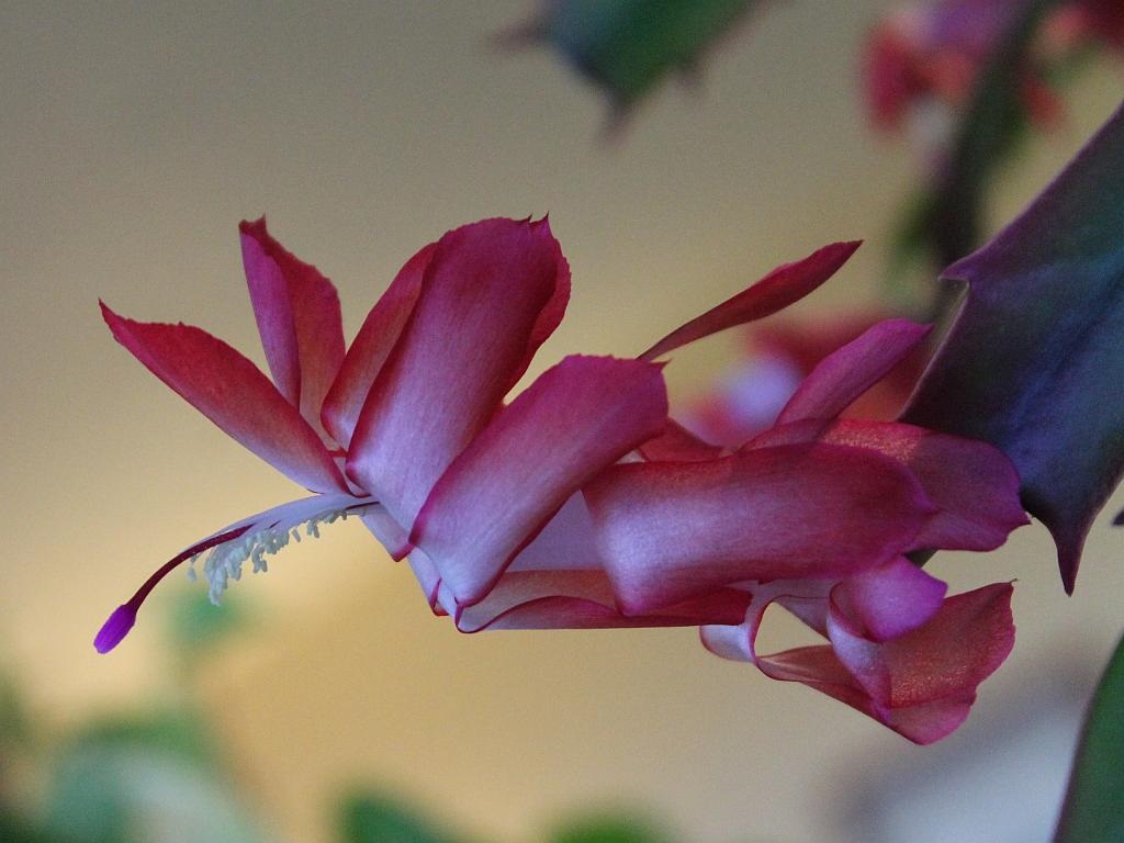 Winter Cactus Flower
