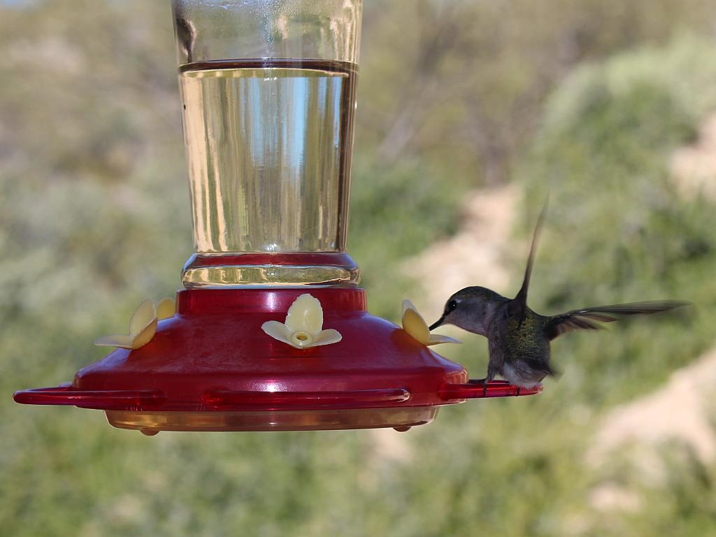 http://capnbob.us/blog/wp-content/uploads/2014/12/hummingbird-feeder.jpg