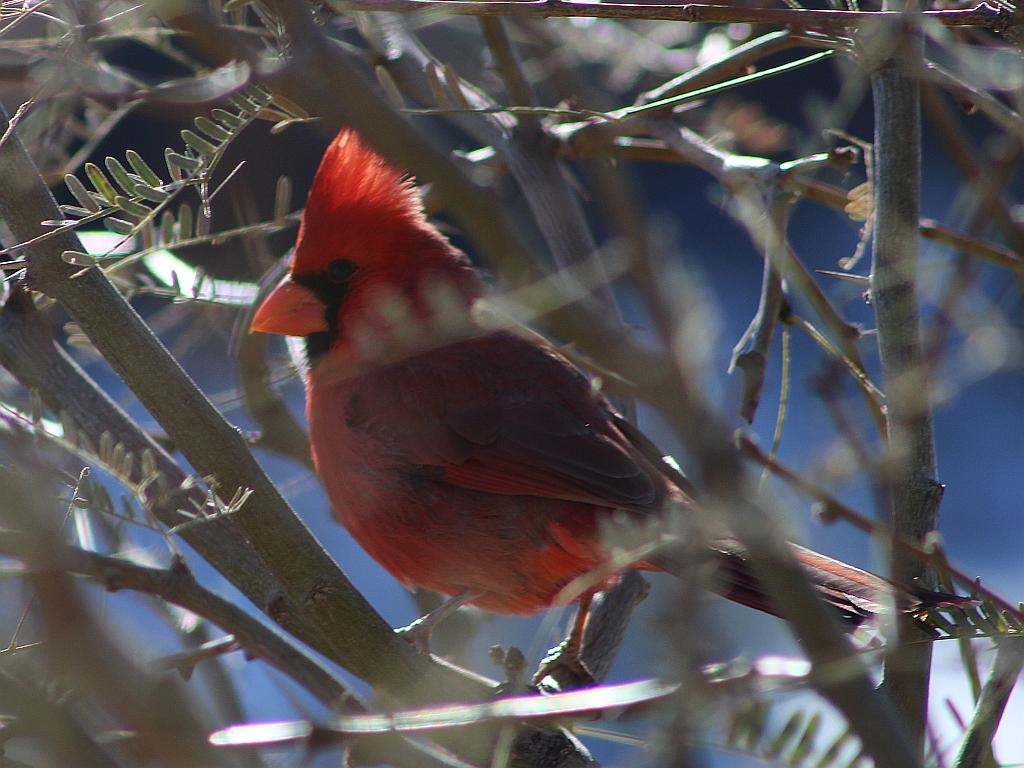 Cardinal in Mesquite Tree