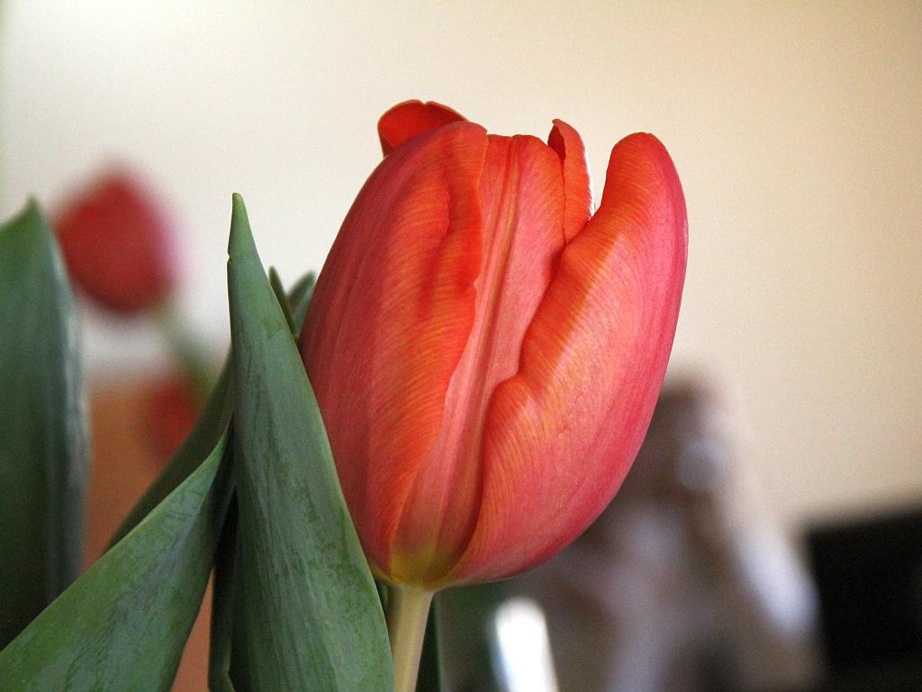 http://capnbob.us/blog/wp-content/uploads/2015/01/orange-tulips.jpg