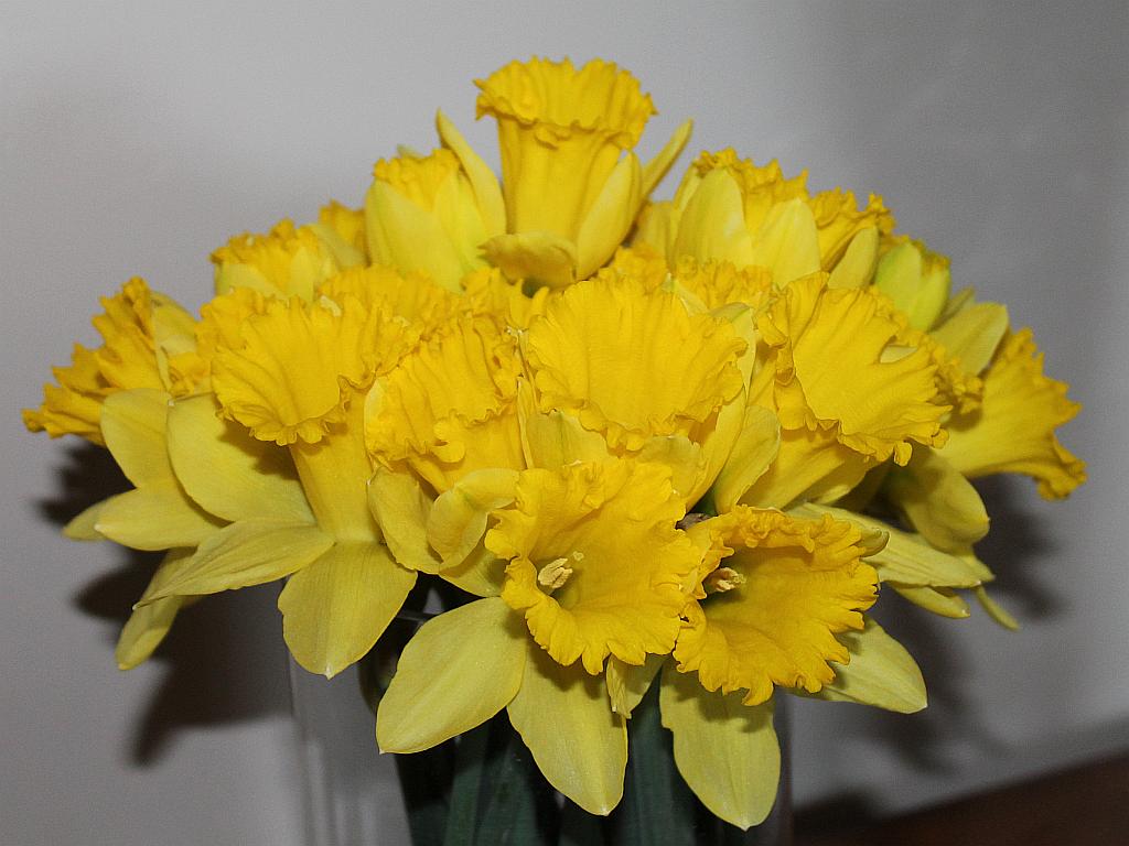 http://capnbob.us/blog/wp-content/uploads/2015/02/daffodils.jpg
