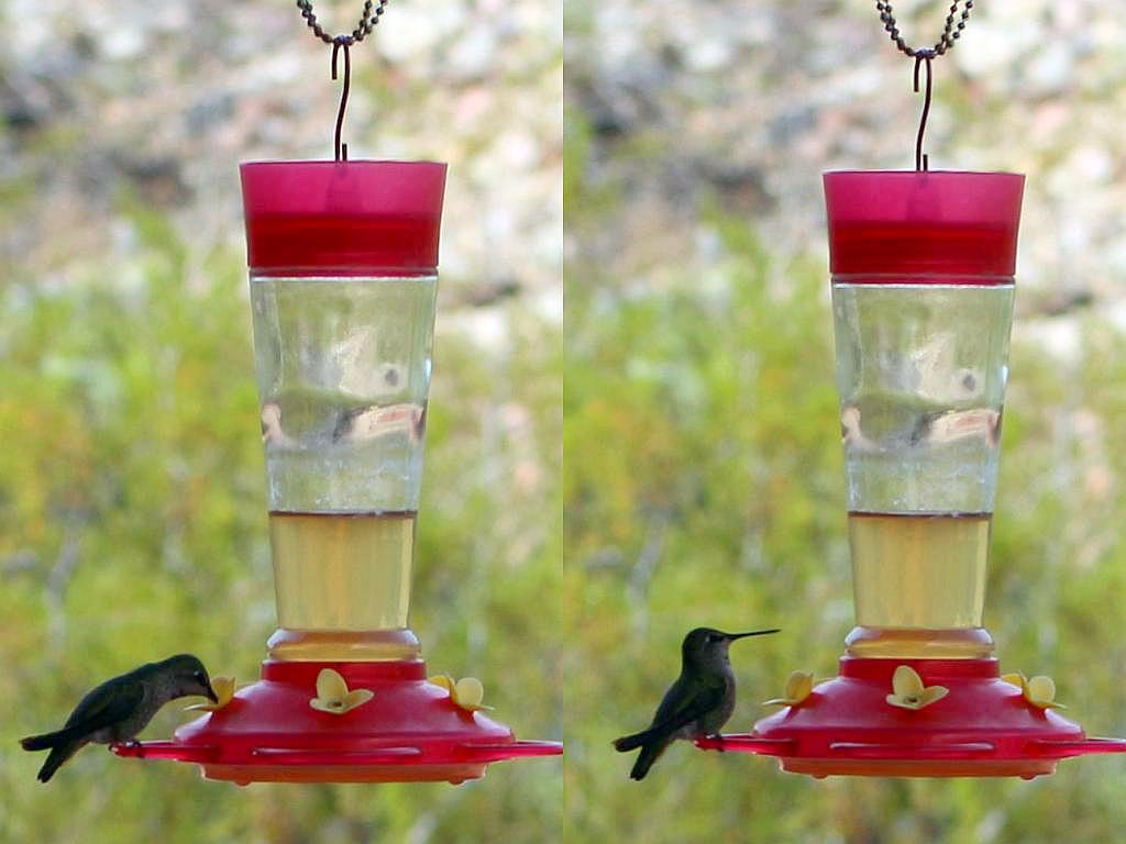 http://capnbob.us/blog/wp-content/uploads/2015/02/hummingbird-feeder.jpg