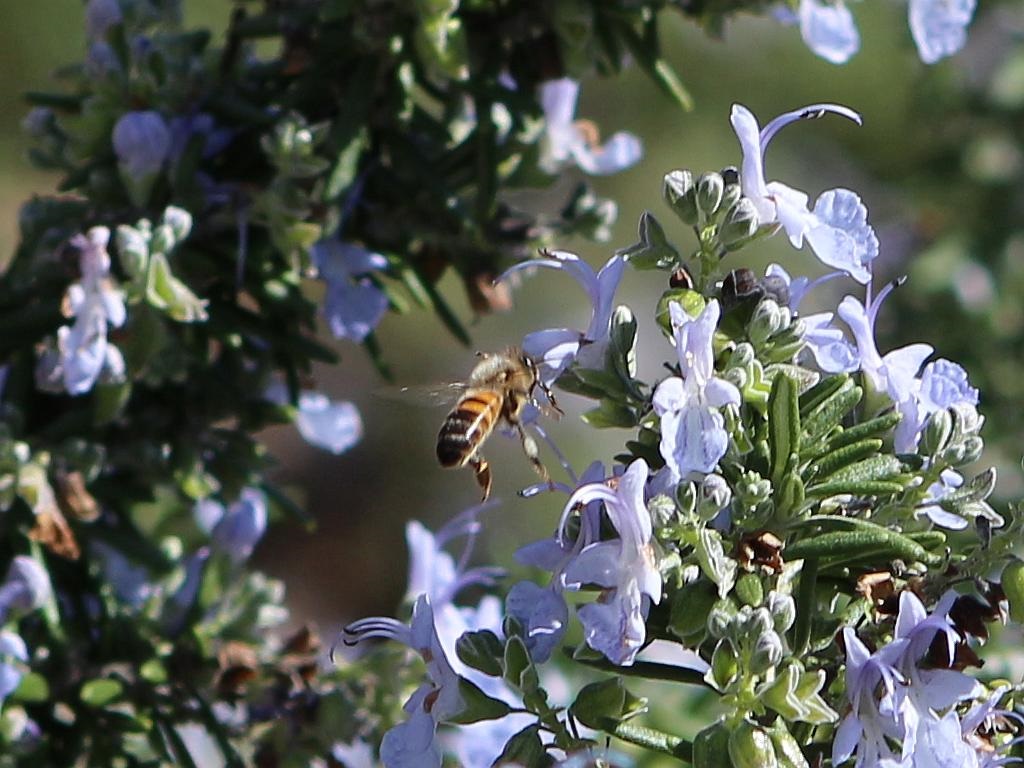 Bee Browsing Rosemary