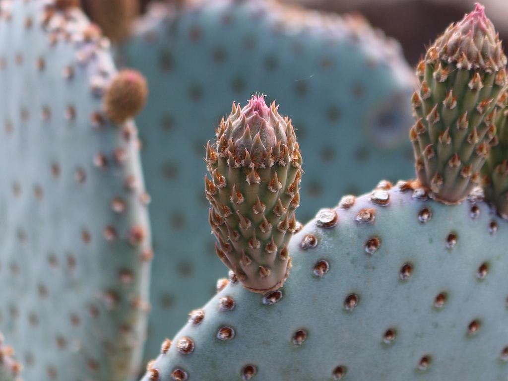 http://capnbob.us/blog/wp-content/uploads/2015/03/beavertail-cactus-flower-bud.jpg