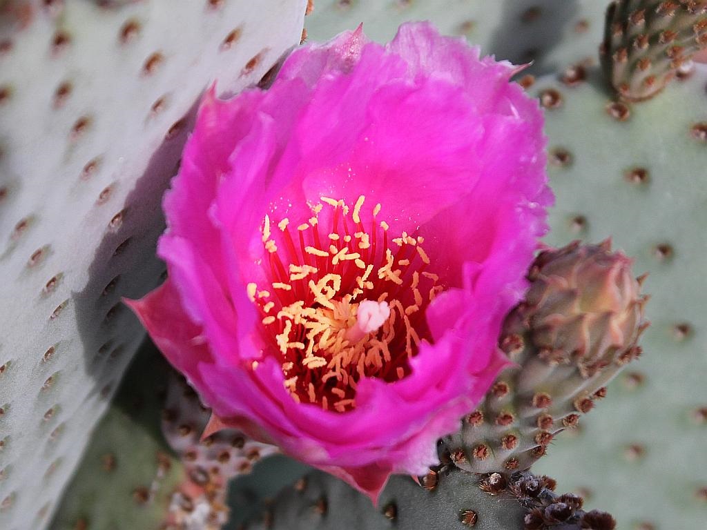 http://capnbob.us/blog/wp-content/uploads/2015/03/beavertail-cactus-flower.jpg