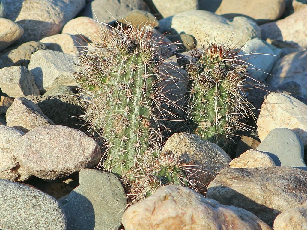 Cactus Rescue