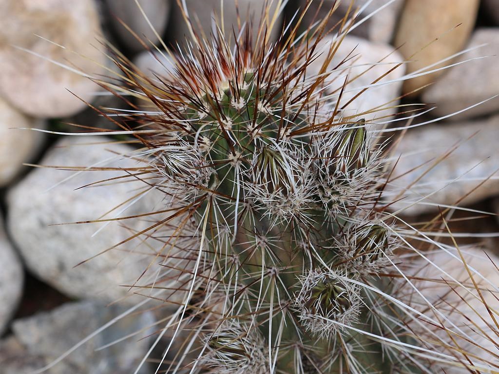 http://capnbob.us/blog/wp-content/uploads/2015/03/hedgehog-cactus-flower-buds.jpg