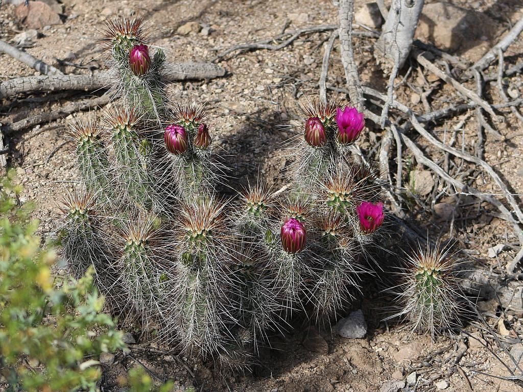 Lower Cactus