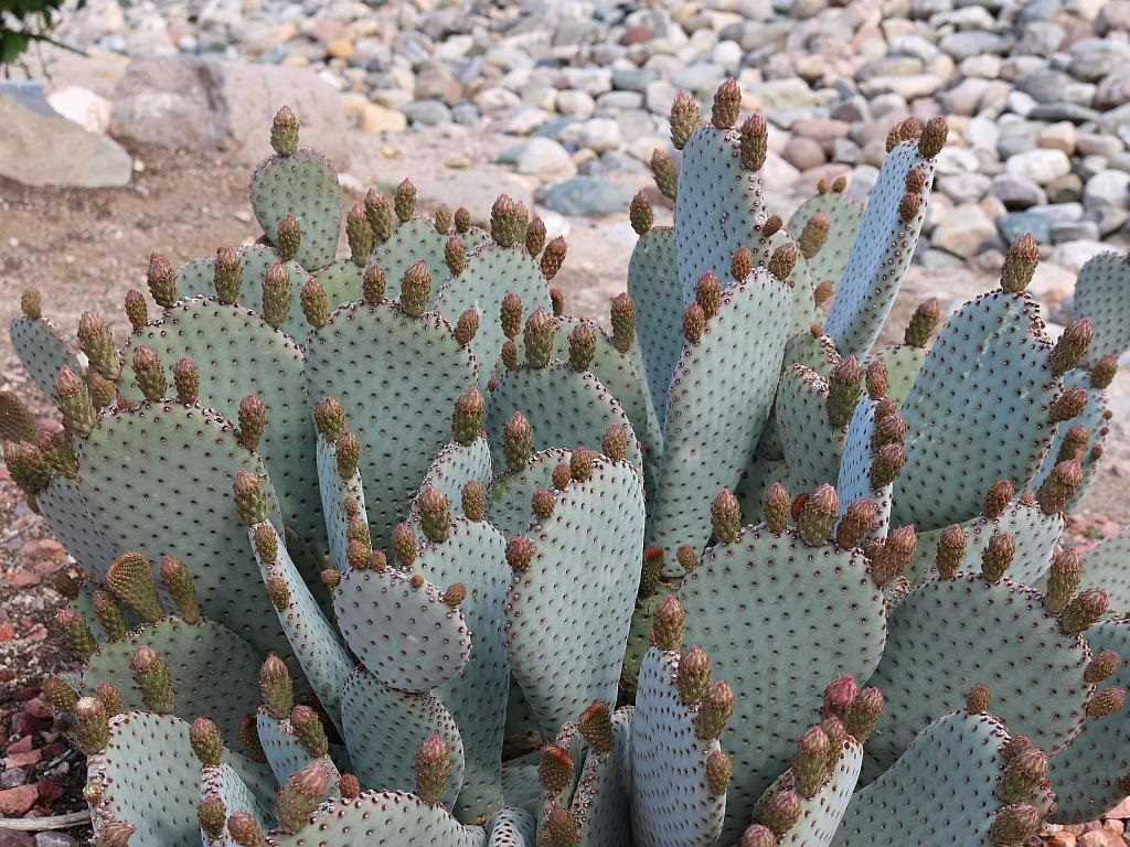 http://capnbob.us/blog/wp-content/uploads/2015/03/many-beavertail-cactus-buds.jpg