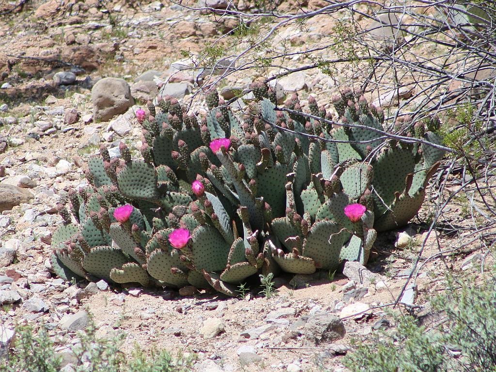 http://capnbob.us/blog/wp-content/uploads/2015/03/more-cactus-flowers.jpg