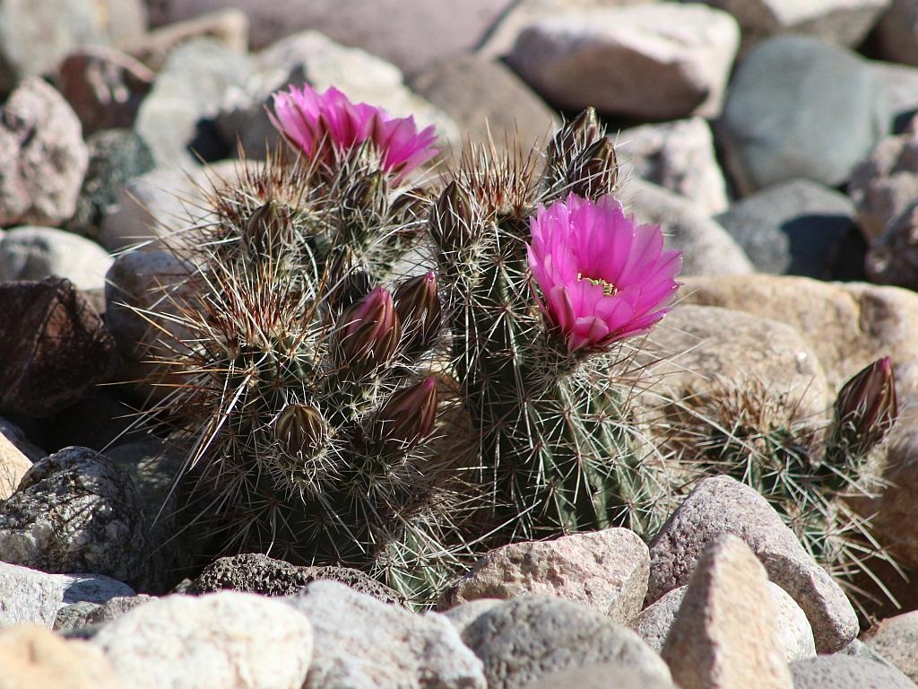 Rescued Hedgehog Cactus Flowers Opening